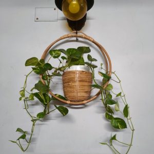 rattan